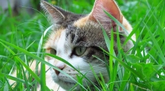 Трава для котів і котів як вирощувати траву